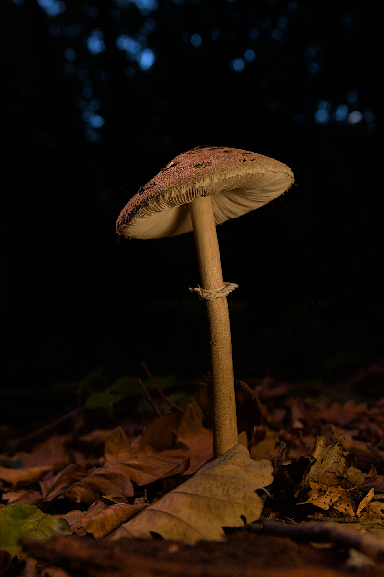 Pilz im Wald