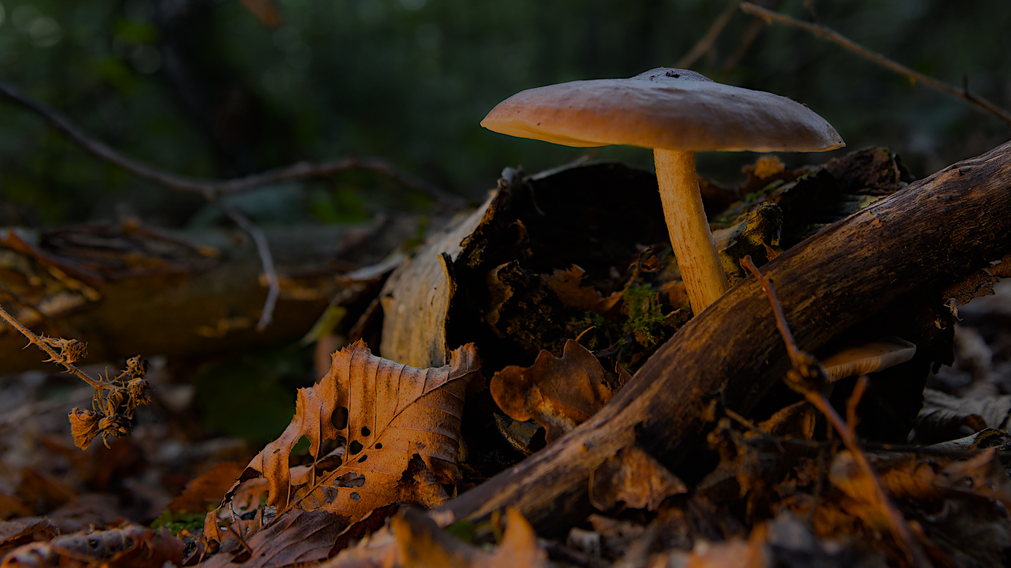 Pilz im Wald