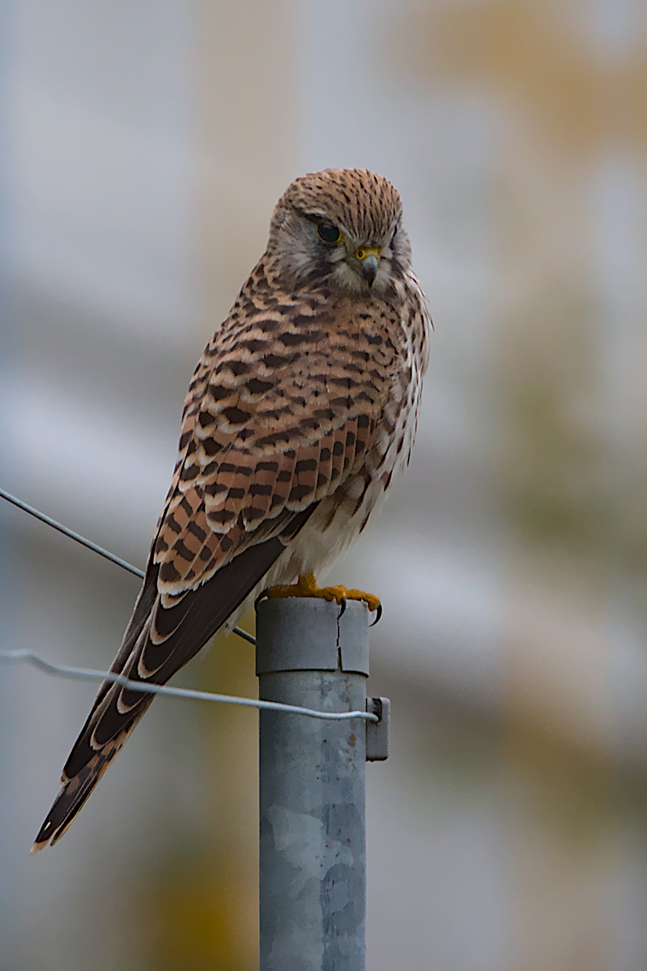 "Ist da vielleicht eine Maus...?"