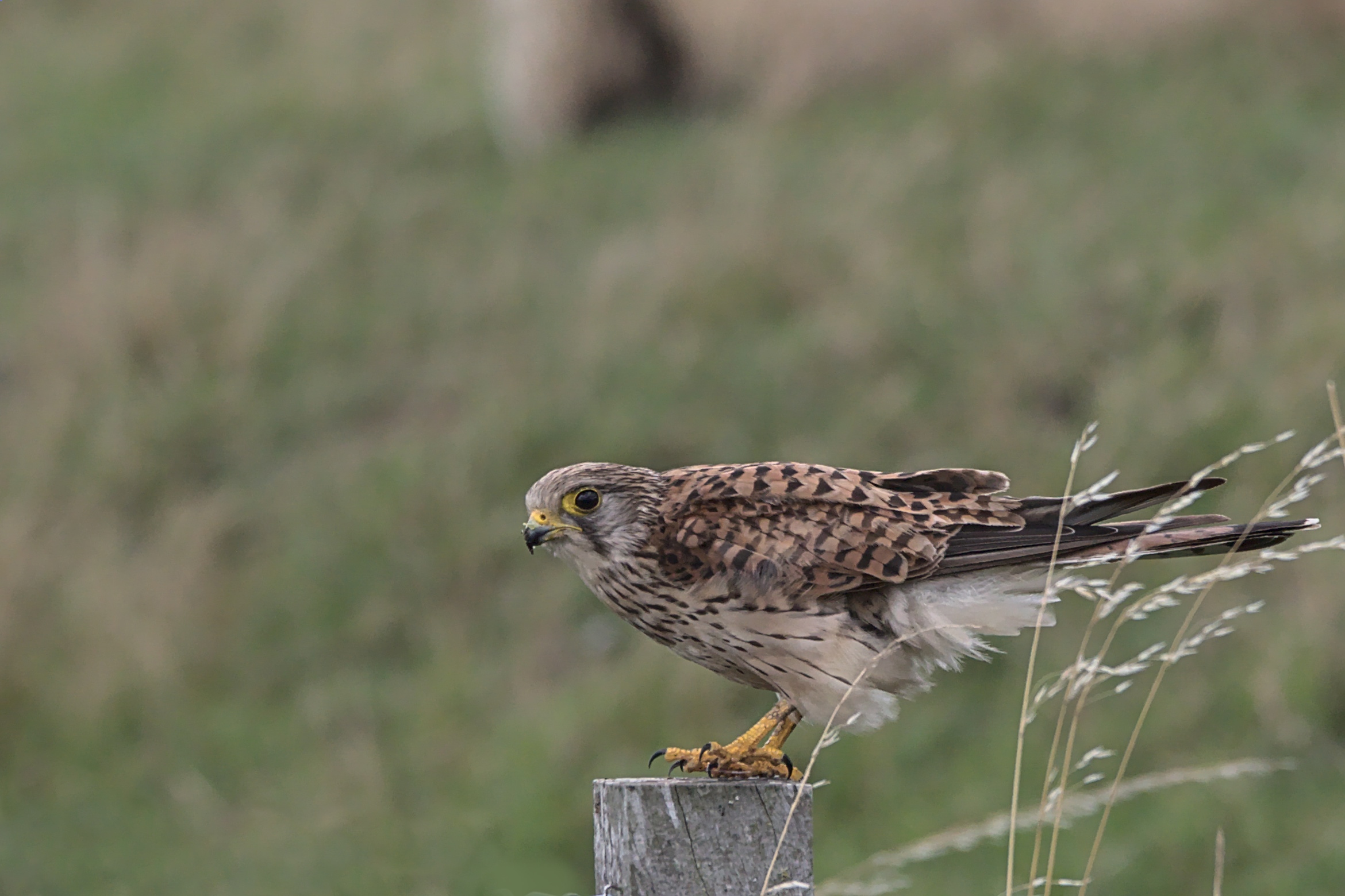 "Guck nicht so blöd!"