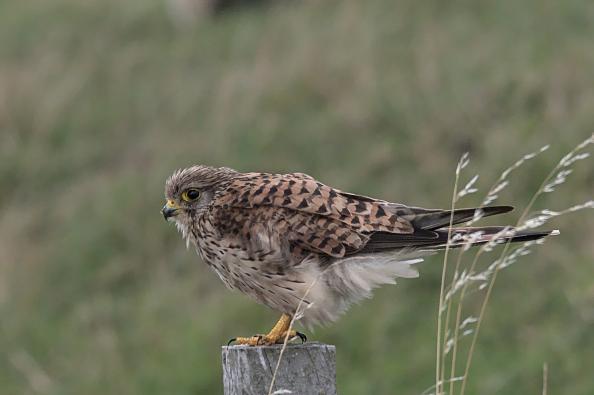 "Ganz schön windig hier, oder?"