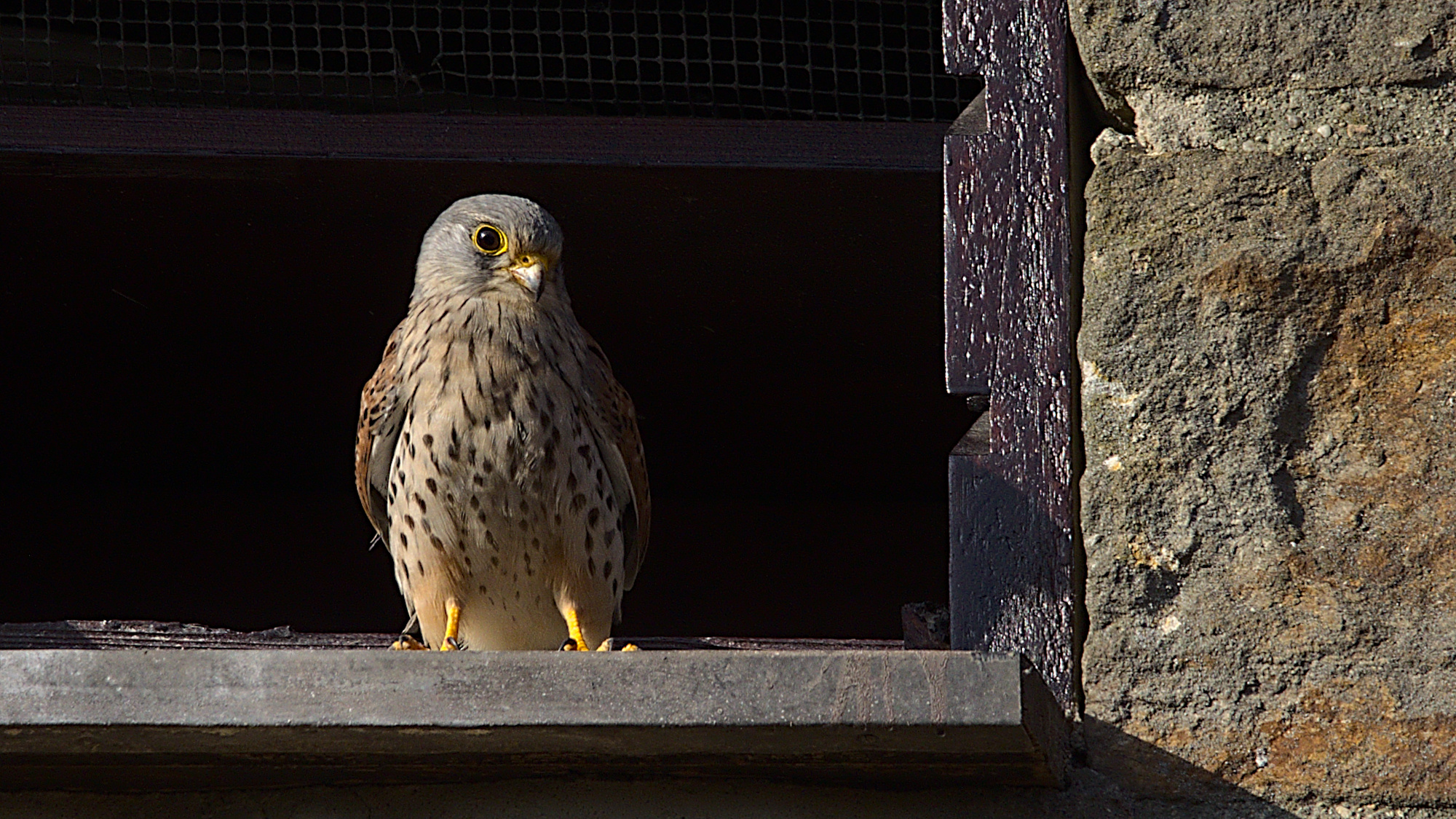 Turmfalke inspiziert die Aussicht