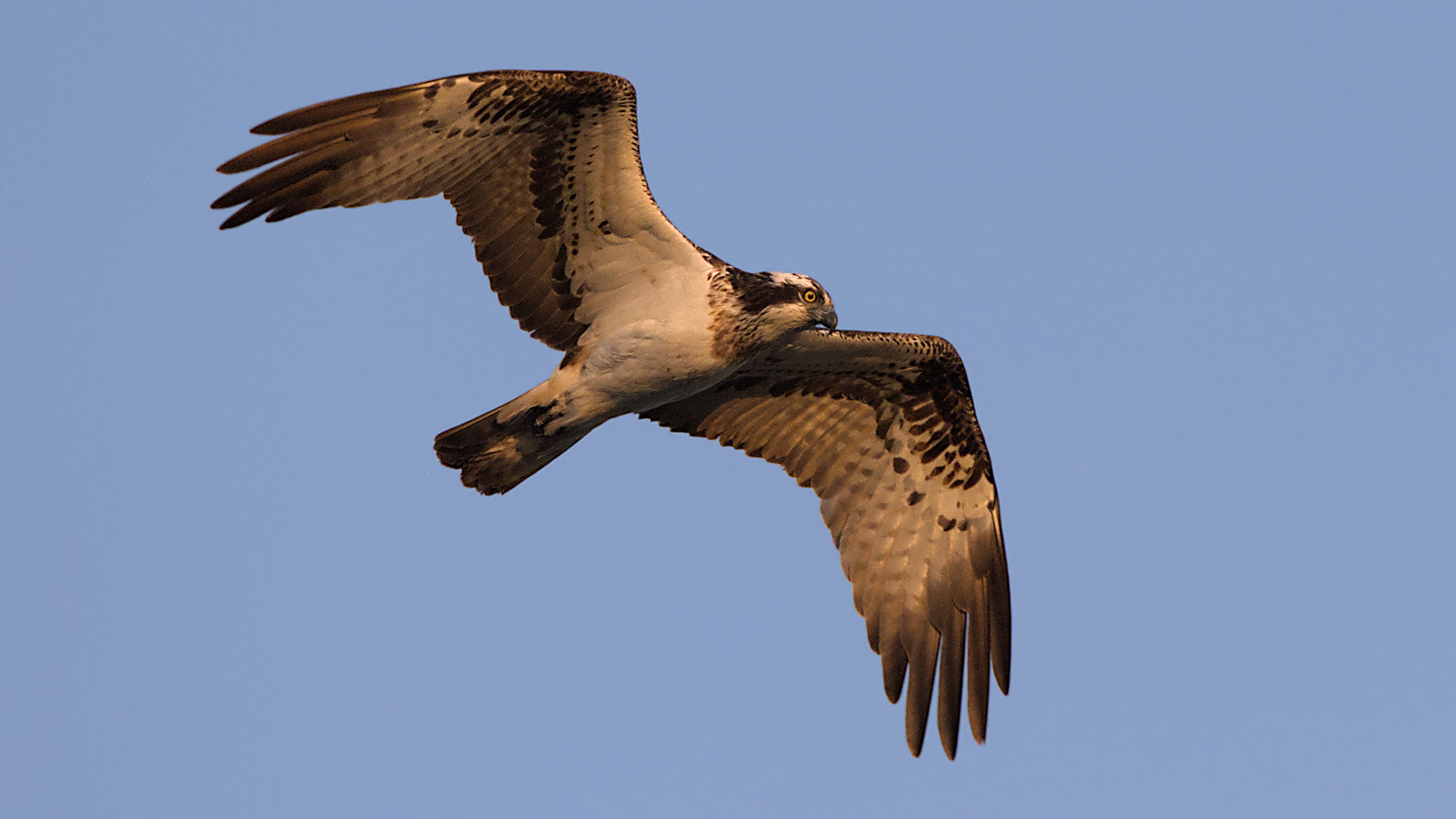 Fischadler sucht kurz vor Sonnenuntergang nochmal Beute