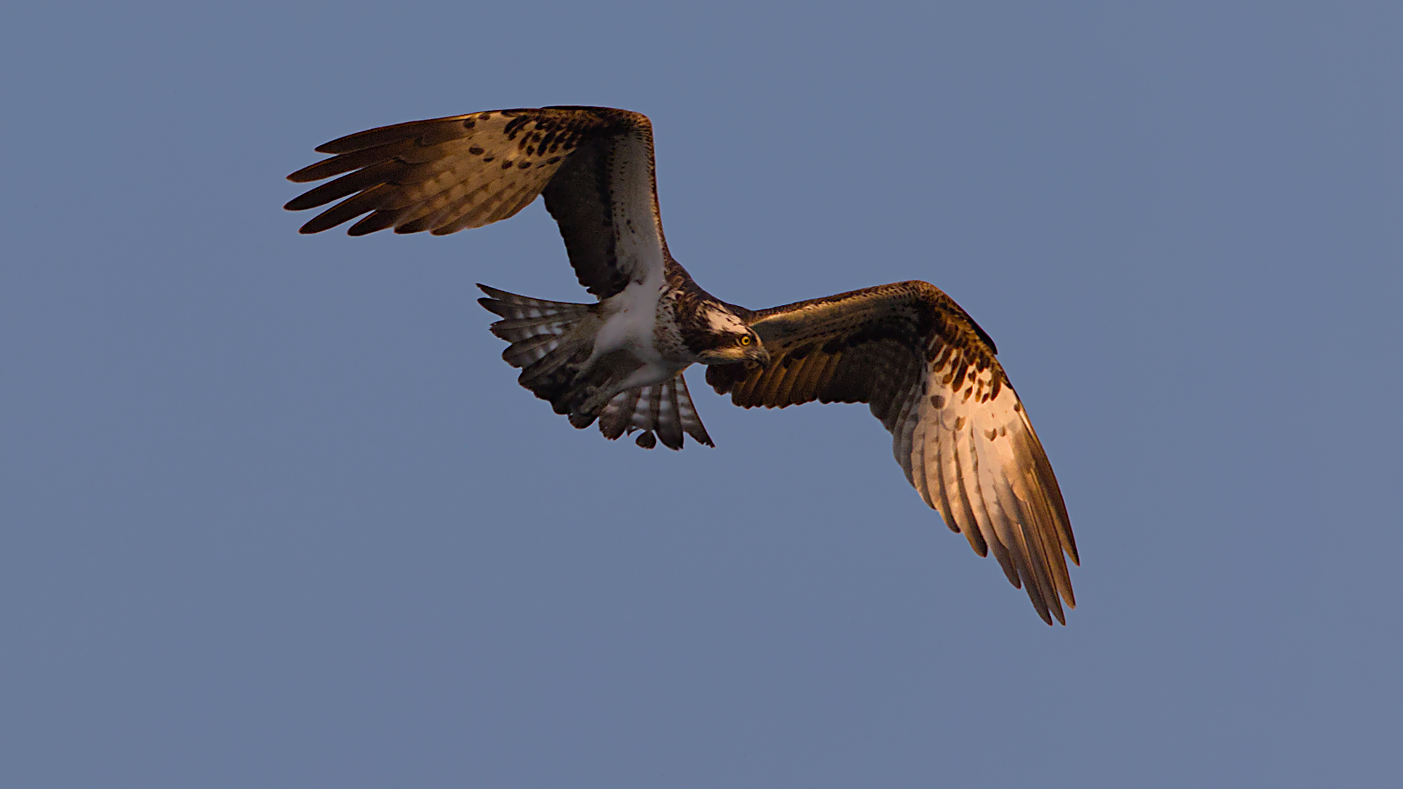 Die Futtersuche kann anstrengend sein
