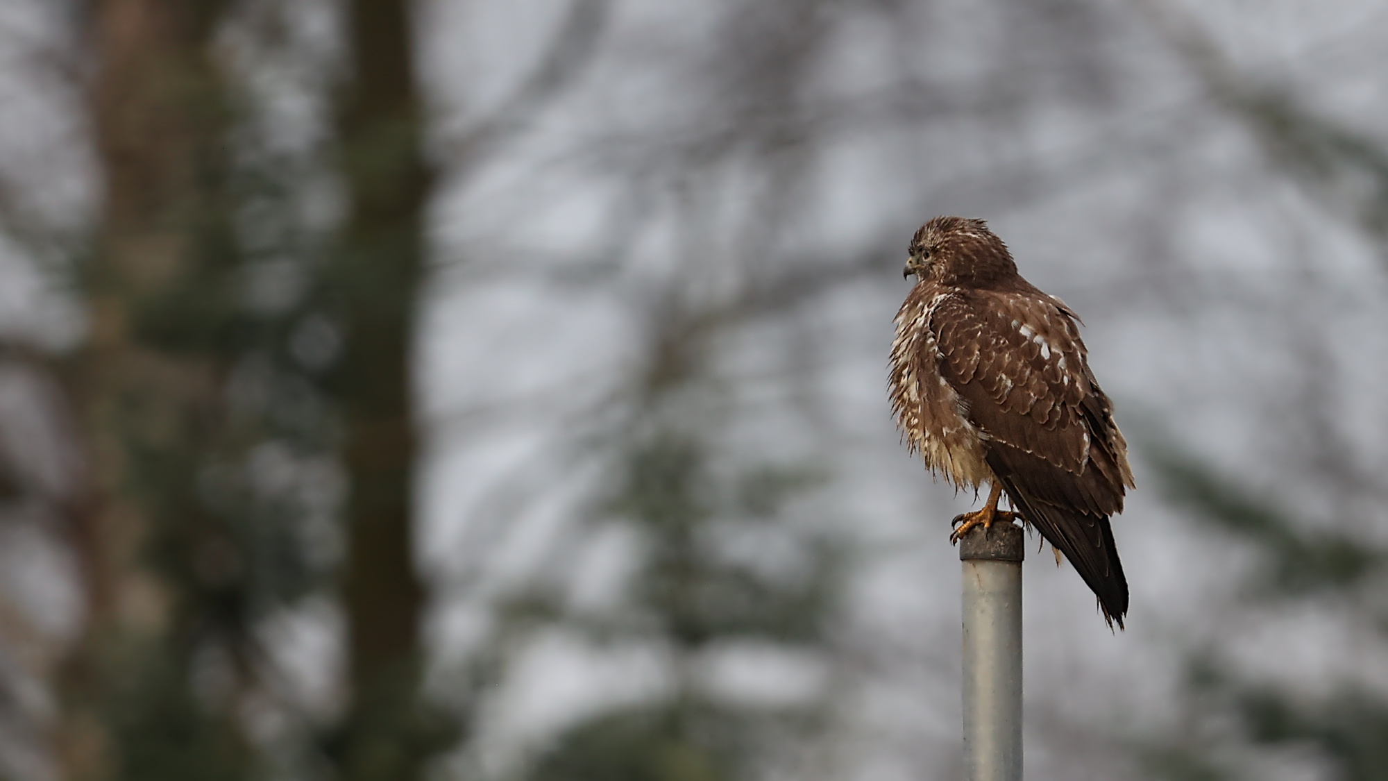 Mäusebussard im Ansitz