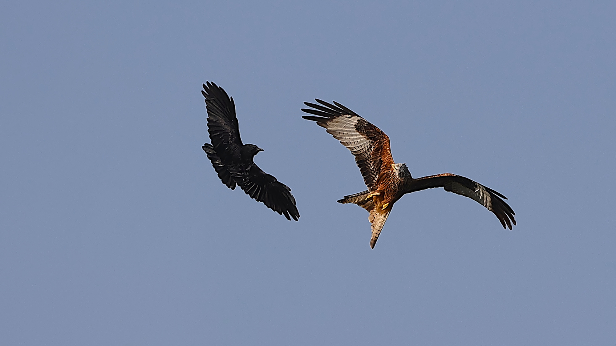 Rabenkrähe beim üblichen Ärgern eines Rotmilans