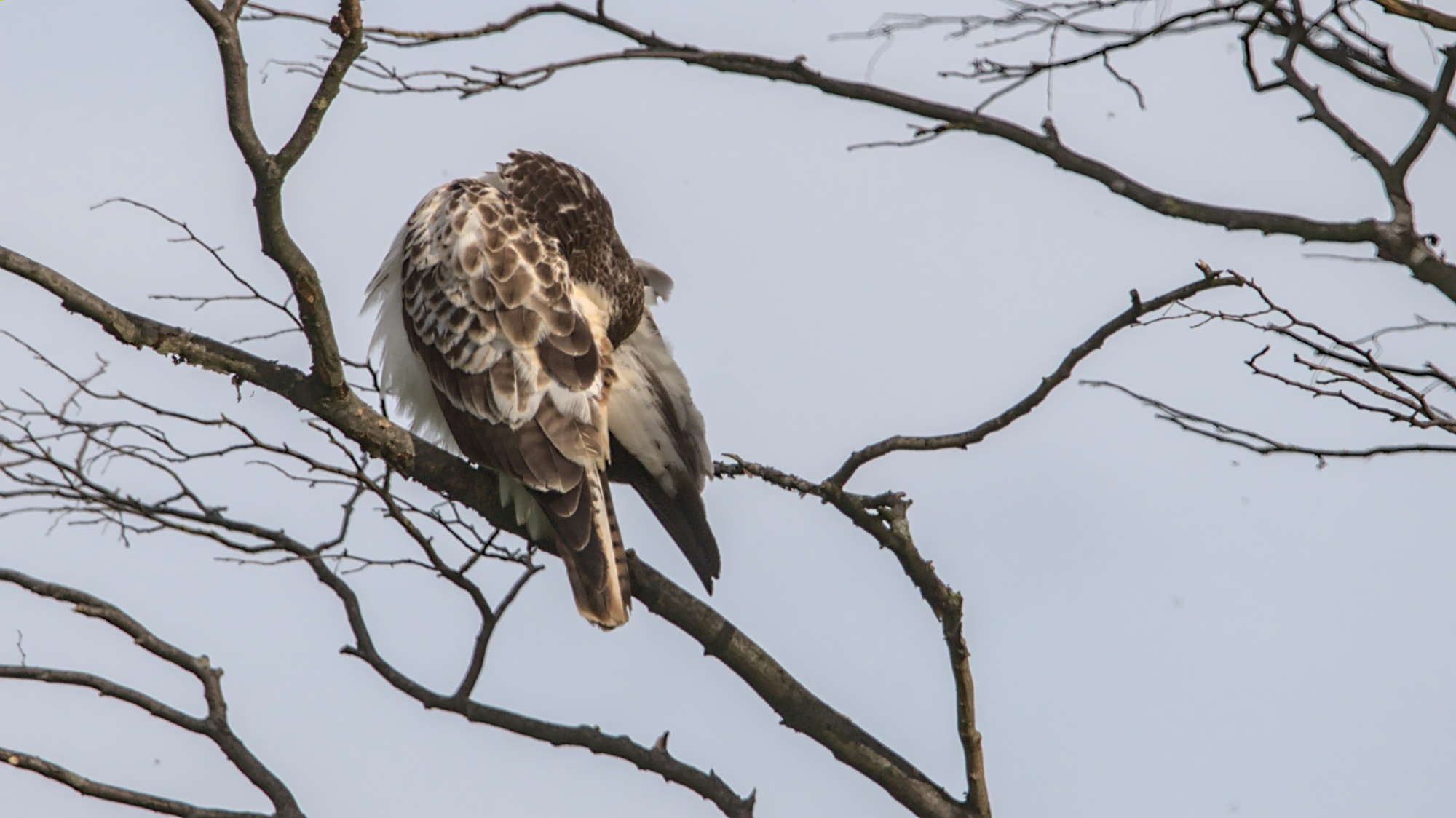 Wenn es juckt, muss man kratzen, äh, beißen. ;)