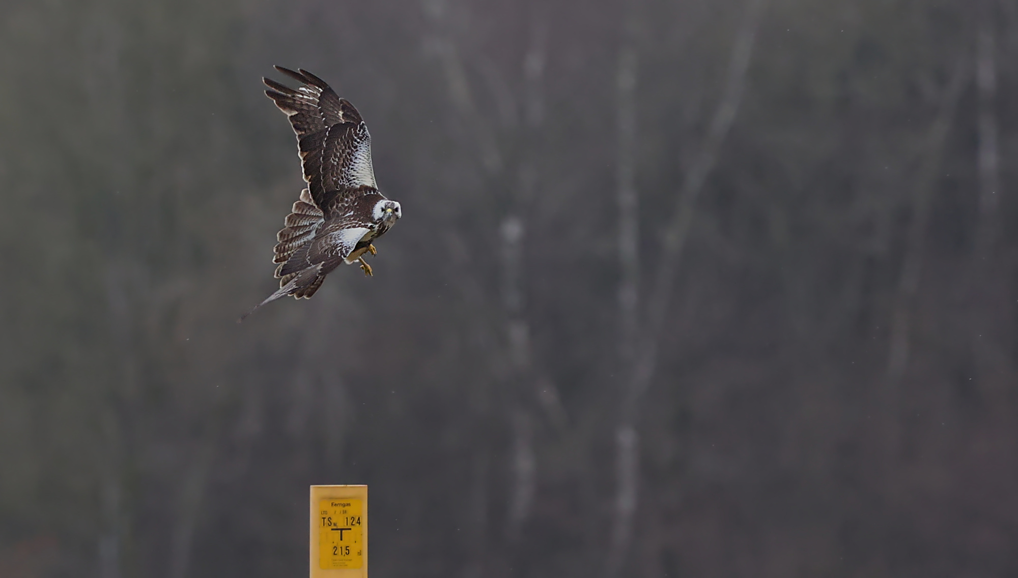 Mäusebussard nach dem Start