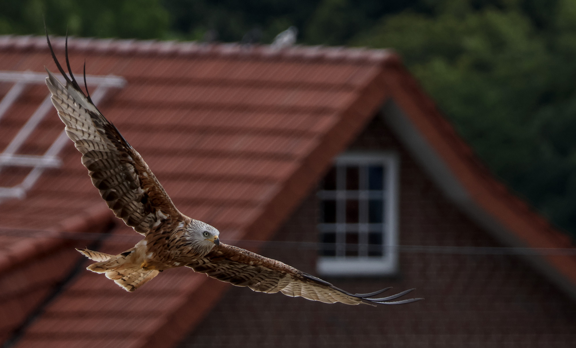Rotmilan auf der Jagd