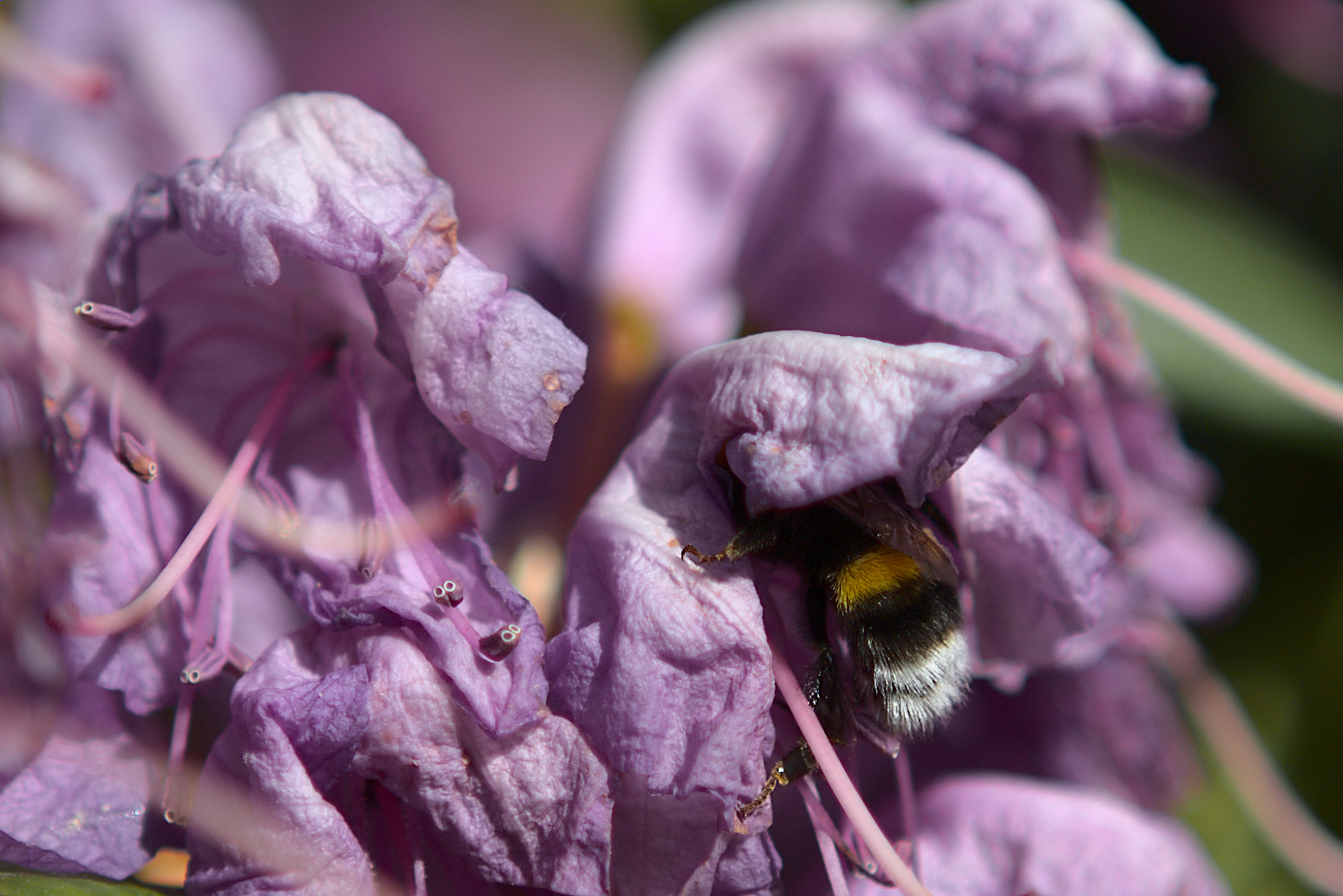 "Ich! Will! Da! Rein!"