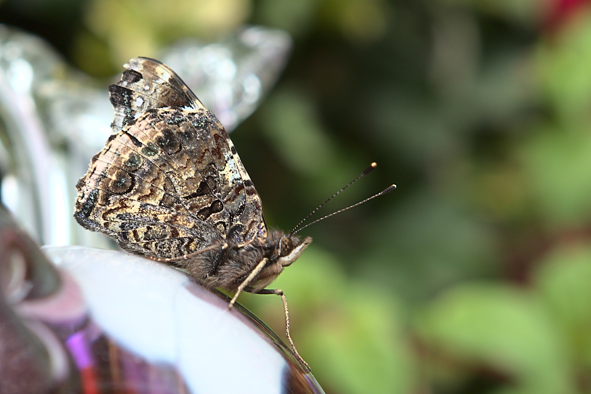 "Pah! Ich beachte dich doch gar nicht!"