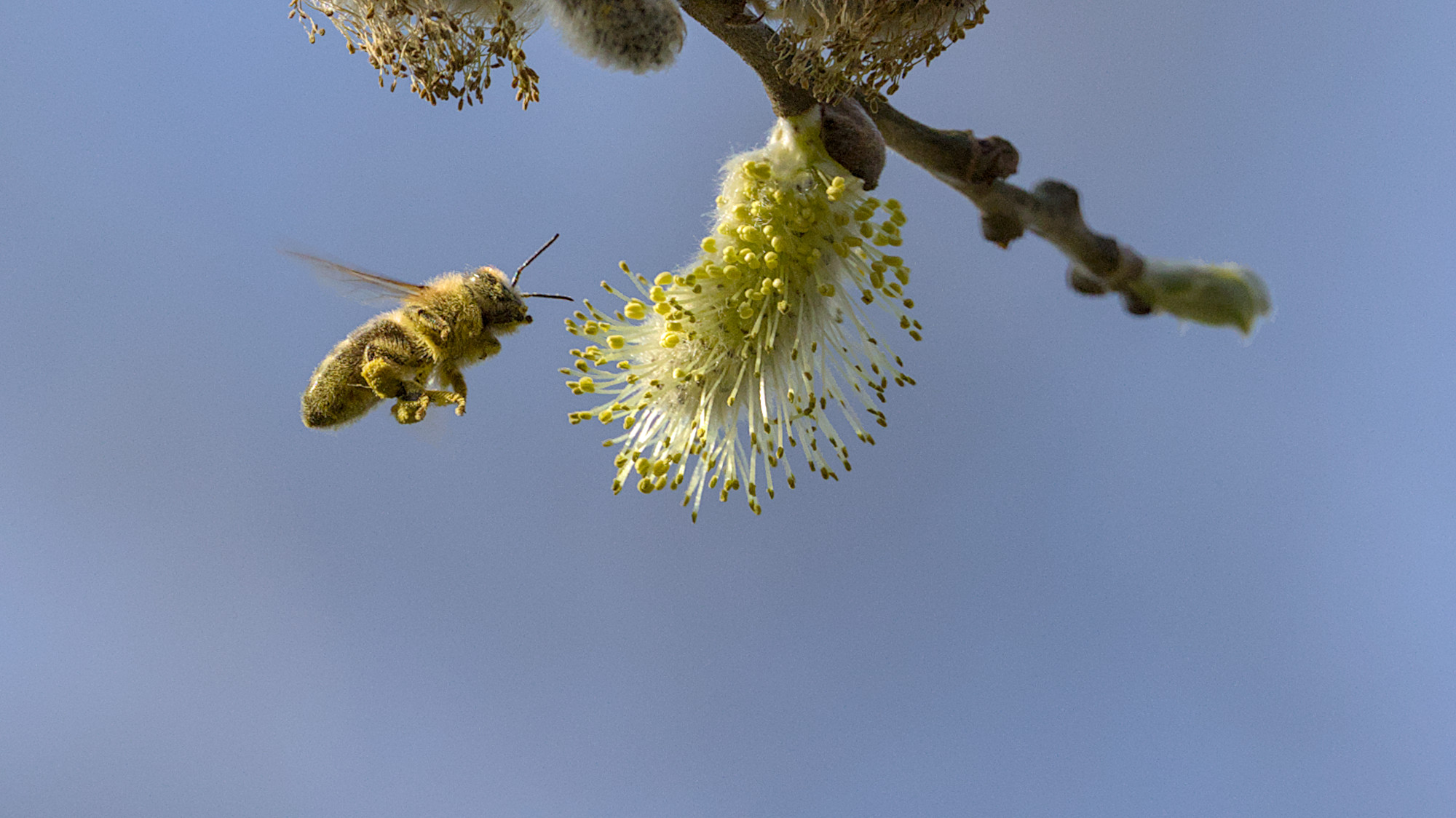 Fleißige Honigbiene