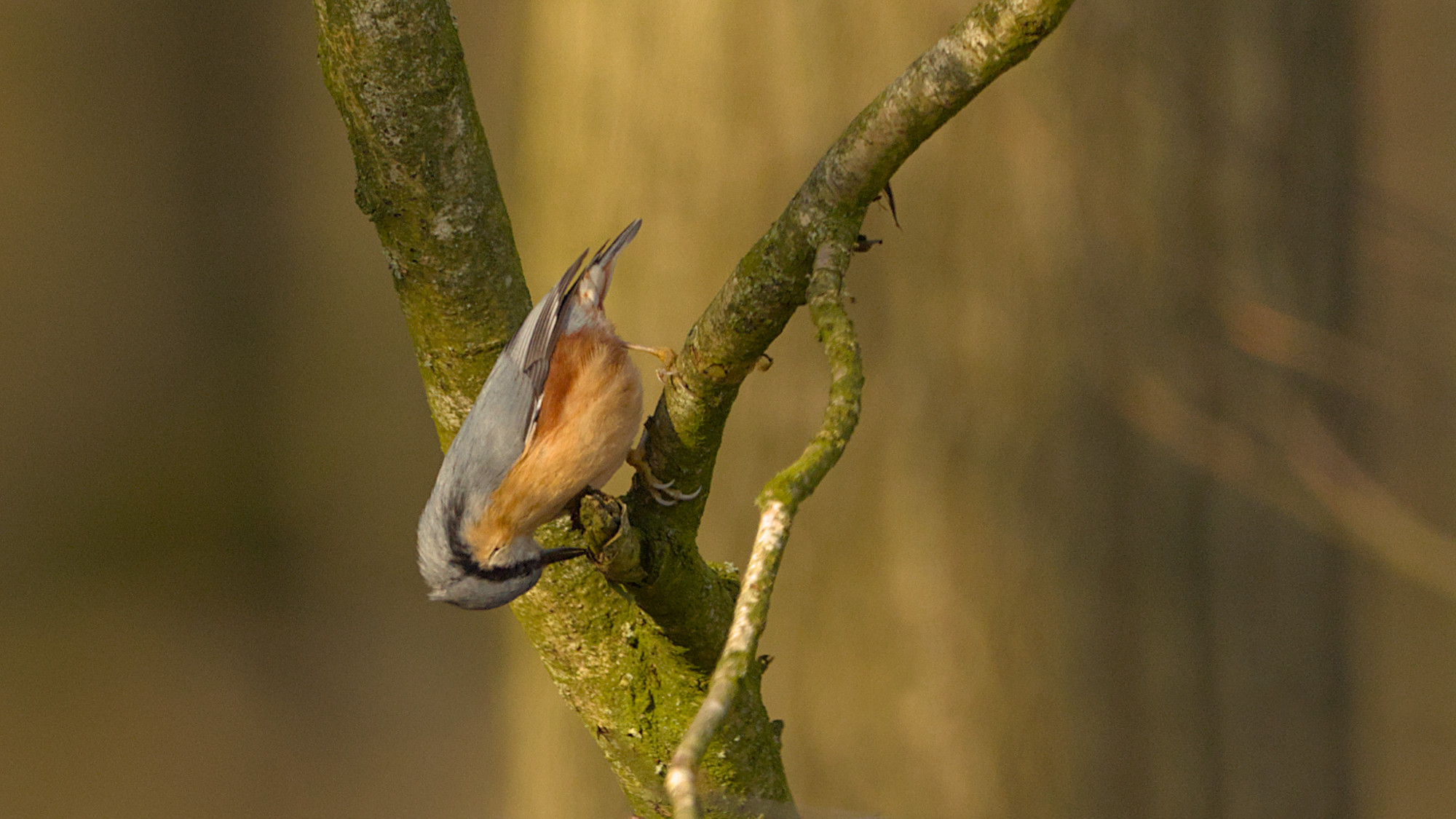 Kleiber bei der Suche nach seinem versteckten Futter
