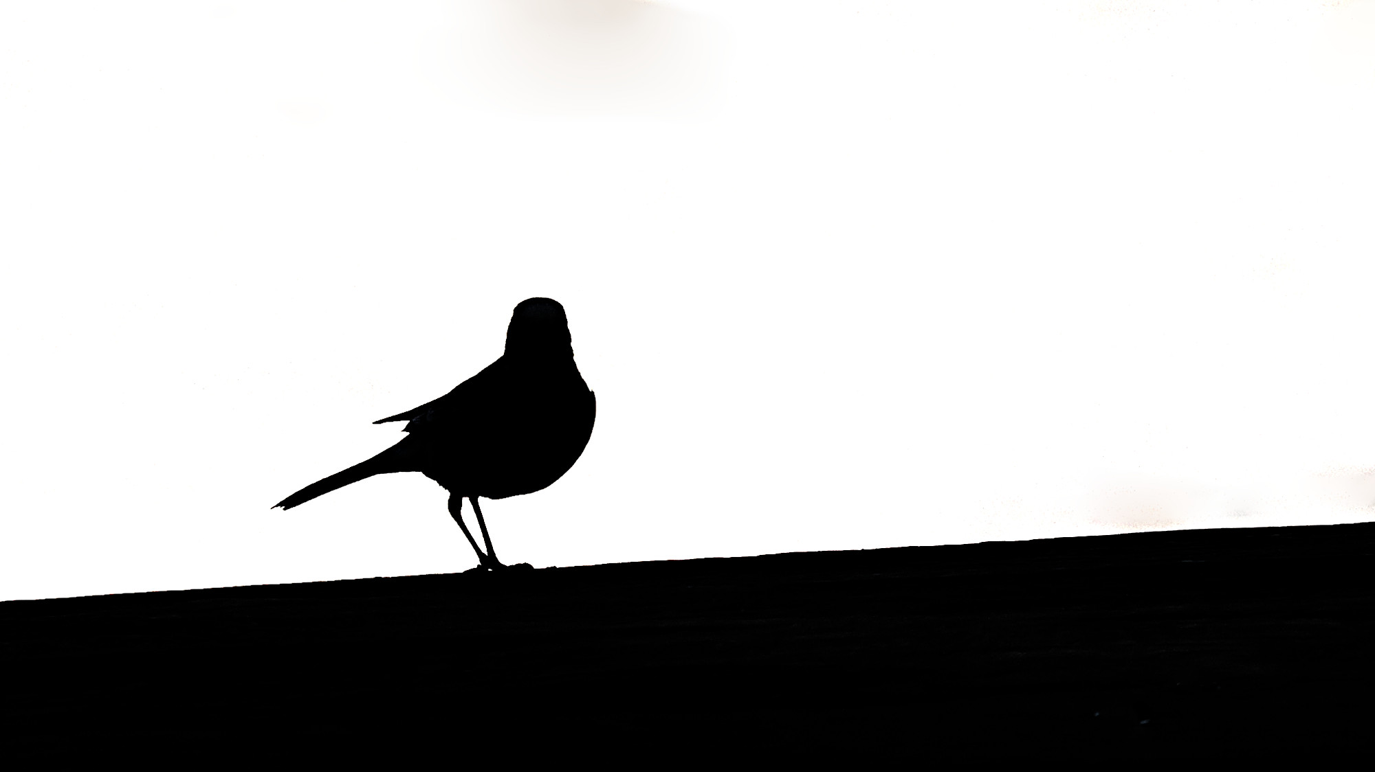 Bachstelze im Scherenschnitt