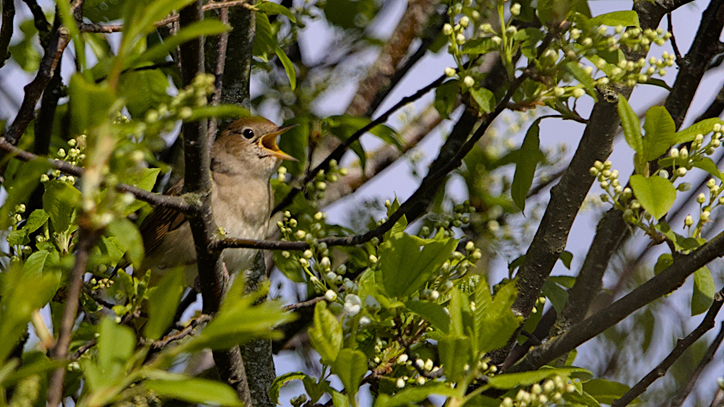 Nachtigall singt ihr Lied