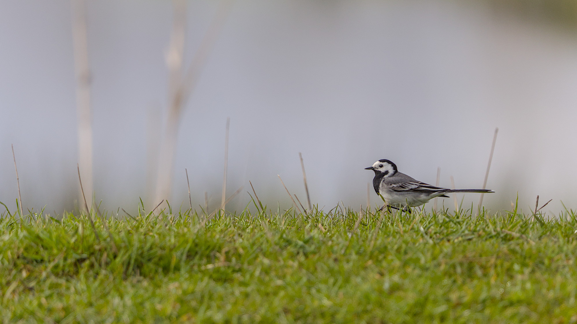 Bachstelze beim Spaziergang